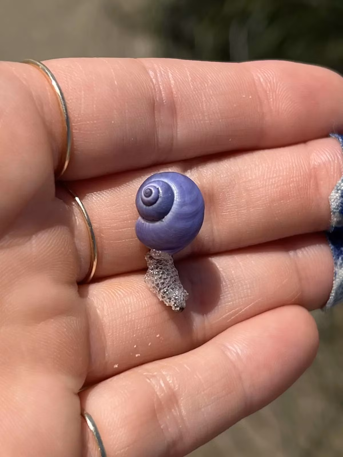 Ốc Janthina có lớp vỏ màu tím sáng đặc trưng và có khả năng nổi trên mặt nước nhờ vào một cấu trúc đặc biệt giống như một chiếc "bè" bong bóng được hình thành một cách tự nhiên. Ảnh: Anya Stajner.