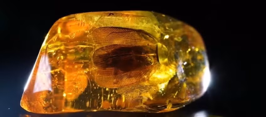 Chuyên gia đá quý tại Kaliningrad Amber Combine, bà Anna Dugina, cho biết, phát hiện này là mẫu vật của loài gián lớn nhất được cơ sở này phát hiện trong 5 năm qua. Bà ước tính tuổi của mẫu vật quý hiếm này không dưới 35- 40 triệu năm.