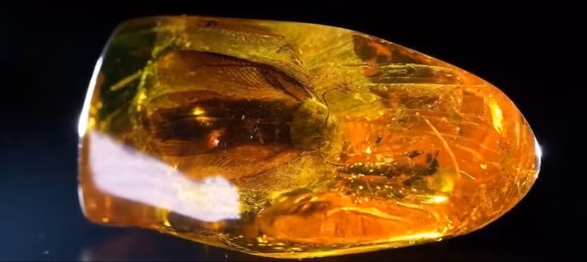 Hổ phách Baltic, giống như miếng hổ phách tìm thấy ở Kaliningrad, được biết đến với khả năng bảo tồn các dạng sống cổ xưa một cách chi tiết đáng kinh ngạc. Khu vực này lưu giữ hơn 90% trữ lượng hổ phách của thế giới, phần lớn nằm gần làng Yantarny.