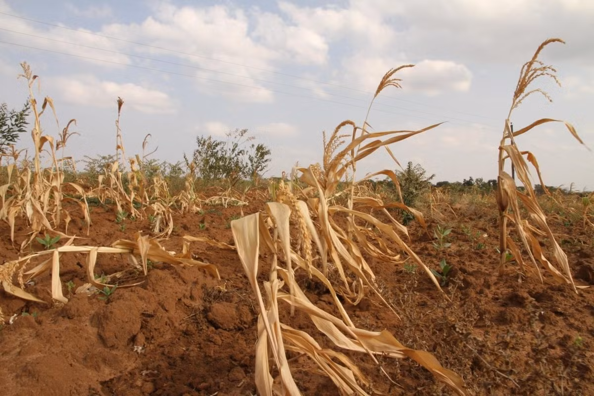 Tại khu vực phía Nam châu Phi, đợt hạn hán tồi tệ nhất trong lịch sử từ tháng 2 - 7/2024 đã ảnh hưởng tới 14 triệu người tại Zambia, Malawi, Namibia và Zimbabwe. Ảnh: Laurie MacGregor/ACT.