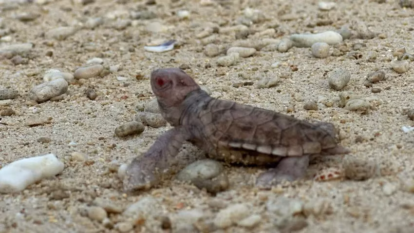 Mặc dù hầu hết những con rùa bạch tạng mới chào đời mới đây đều lành lặn, linh hoạt nhưng hành trình sinh tồn của chúng vô cùng khắc nghiệt khi phải đối mặt với các mối đe dọa đến từ những "kẻ thù tự nhiên" như cua, chim và các loại cá lớn. Ảnh: Vườn Quốc gia Côn Đảo.