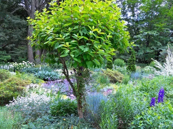 Trong nghiên cứu mới, Tiến sĩ Victor Van der Meersch và Tiến sĩ Elizabeth Wolkovich tại Đại học British Columbia (Canada) đã phân tích dữ liệu khí hậu kéo dài hơn 1.000 năm tại châu Âu và Bắc Mỹ. Qua đó, họ phát hiện cây thường đạt mức nhiệt độ tối ưu cho các quá trình phát triển sinh học vào đúng thời điểm hạ chí. Đáng chú ý, thời điểm này gần như không thay đổi qua nhiều thế kỷ, bất chấp biến đổi khí hậu. Ảnh: Andrew Grossman.