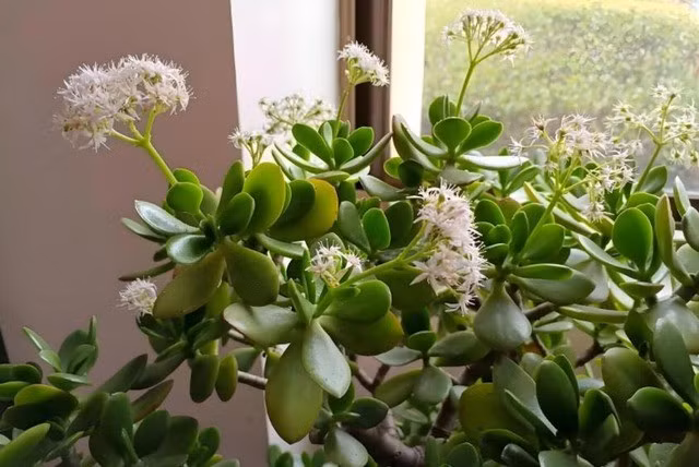 3. Cây ngọc bích: Cây ngọc bích không chỉ có tên gọi đẹp mà còn sở hữu ngoại hình bắt mắt với lá dày, bóng loáng, quanh năm xanh tốt, kể cả trong mùa đông lạnh giá.