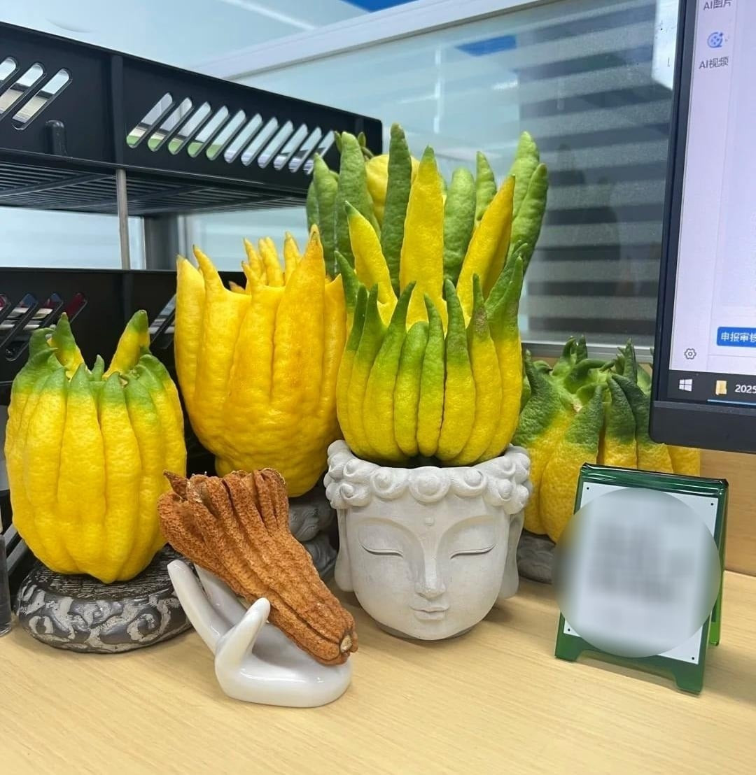 Một quả Phật thủ đẹp, dáng đều, ngón xòe đẹp vào dịp Tết có thể có giá vài trăm nghìn đồng, thậm chí cao hơn nếu tạo hình đẹp.