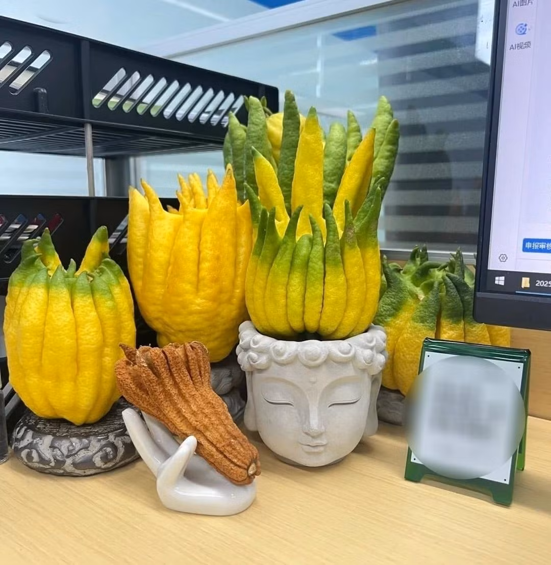 Một quả Phật thủ đẹp, dáng đều, ngón xòe đẹp vào dịp Tết có thể có giá vài trăm nghìn đồng, thậm chí cao hơn nếu tạo hình đẹp.