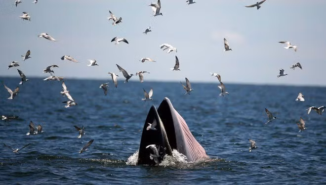 Đặc điểm nổi bật của cá voi Bryde là có 3 đường sọc kéo dài từ phần mũi đến miệng. Ảnh: Rungroj Yongrit, EPA.