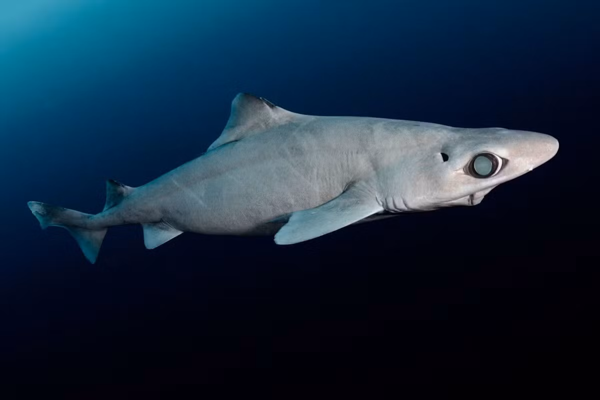 Theo các nhà khoa học, cá mập gulper là một trong ít những sinh vật tiền sử còn tồn tại đến ngày nay. Trong số các loài cá mập, cá mập gulper là loài có tỷ lệ dầu gan chứa squalene cao nhất. Bởi lẽ, dầu gan của cá mập gulper chứa hơn 70% squalene. Ảnh: Andy Murch/Nature Picture Library.