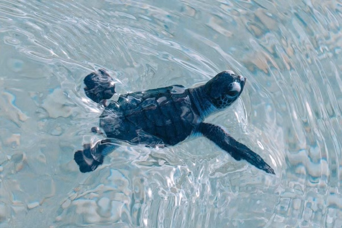 Ngày 1/1/2025, Vườn Quốc gia Côn Đảo cho biết, từ ngày 14/12/2024 - 14/1/2025 đã tổ chức cứu hộ, di dời thành công 14 tổ rùa biển, với tổng cộng 1.247 trứng được đưa về hồ ấp an toàn. Vườn Quốc gia Côn Đảo cũng ghi nhận 35 tổ trứng nở, thả về biển có kiểm soát 1.910 cá thể rùa con. Ảnh: Vườn quốc gia Côn Đảo.