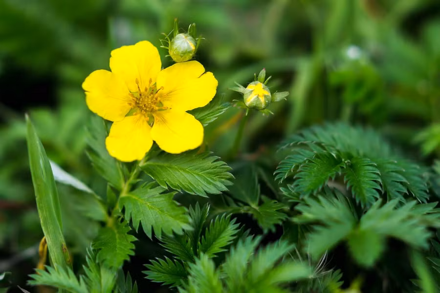 Ủy lăng (Potentilla anserina) cao 80 cm, được ghi nhận ở châu Âu, châu Á, châu Mỹ, Australia và New Zealand. Loài cây bò lan lưu niên có lông tơ mượt này mọc trên các vùng đất hoang, đồng cỏ và cồn cát.