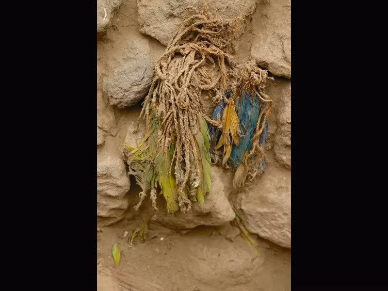 Mặc dù từ lâu người ta đã biết rằng người Inca và các nền văn hóa tiền Columbus khác đã buôn bán và coi trọng lông vẹt nhưng nghiên cứu mới tiết lộ rằng "nền văn hóa Ychsma, từ rất lâu trước khi đế chế Inca xuất hiện, đã tham gia vào một mạng lưới thương mại tinh vi trải rộng khắp dãy Andes", nhóm nghiên cứu chia sẻ. Ảnh: Izumi Shimada.