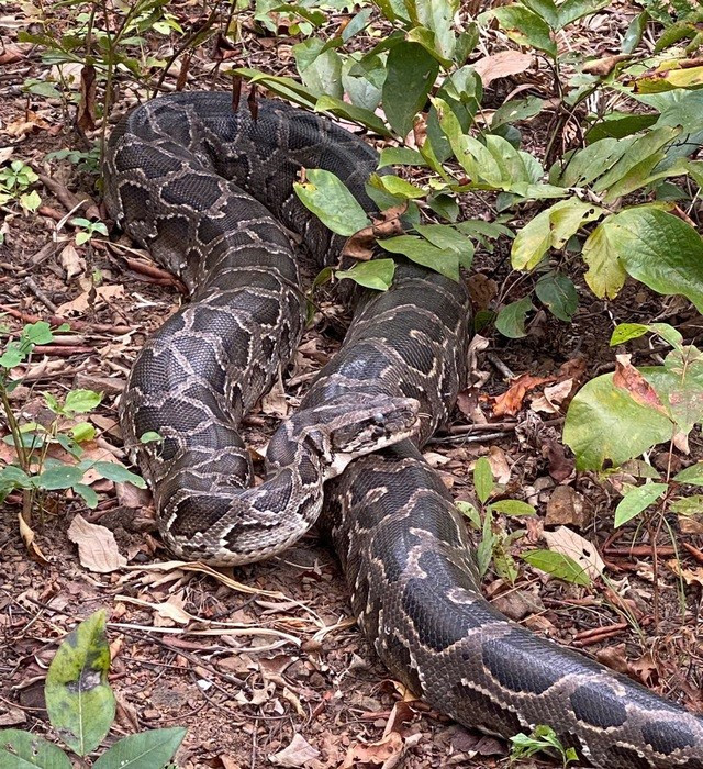 Khi vừa được thả, trăn đất nằm im tại chỗ.