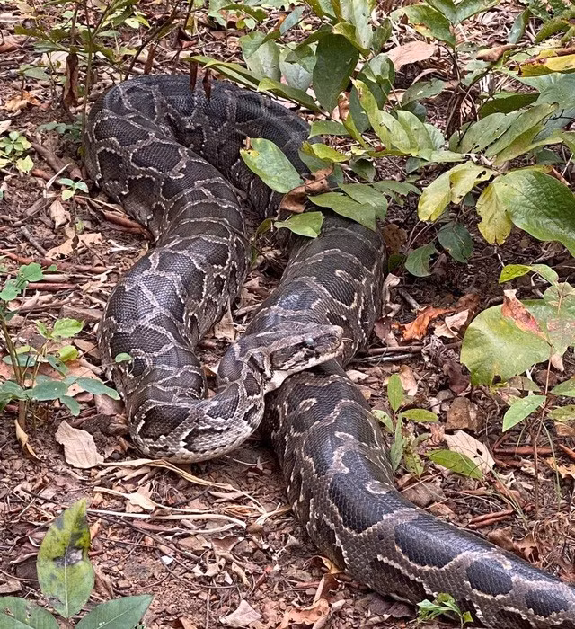 Khi vừa được thả, trăn đất nằm im tại chỗ.