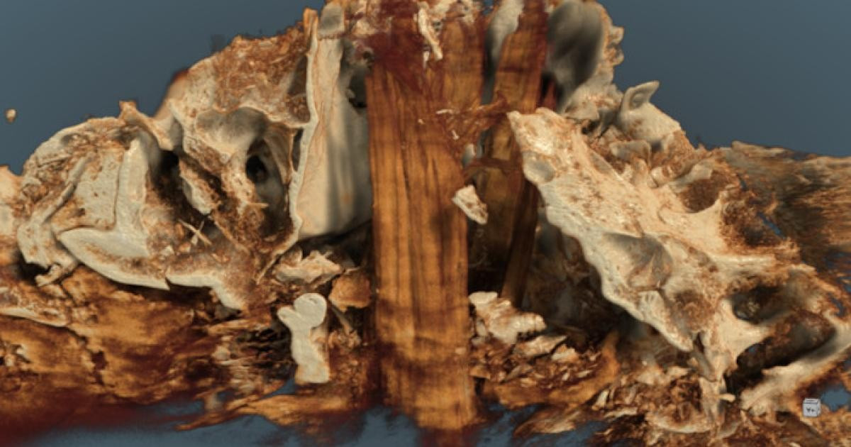 Một khám phá khảo cổ học đáng chú ý ở miền Bắc nước Đức cung cấp những thông tin mới về cuộc sống của xã hội săn bắn hái lượm thời kỳ đầu. Các nhà nghiên cứu đã tới vùng đất ngập nước thời tiền sử ở đầm lầy Duvensee, Schleswig-Holstein và phát hiện hộp sọ của một con bò rừng hoang dã. Ảnh: ancient-origins.net.