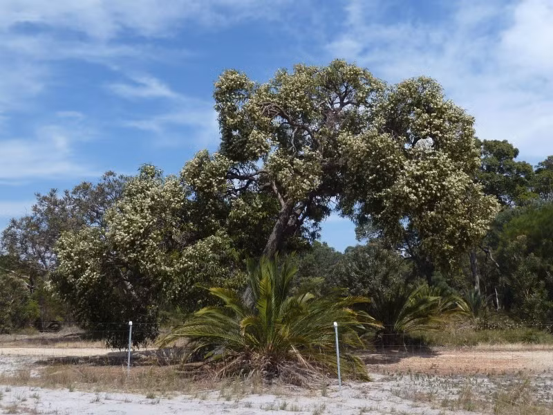 Rễ của cây bạch đàn có thể đâm sâu tới 40m vào lòng đất để tìm kiếm nguồn nước ở nơi khô cằn. Trong quá trình này, rễ cây có thể thu thập được một số thứ khác, bao gồm kim loại quý là vàng. Ảnh: friendsofqueensparkbushland.org.au.