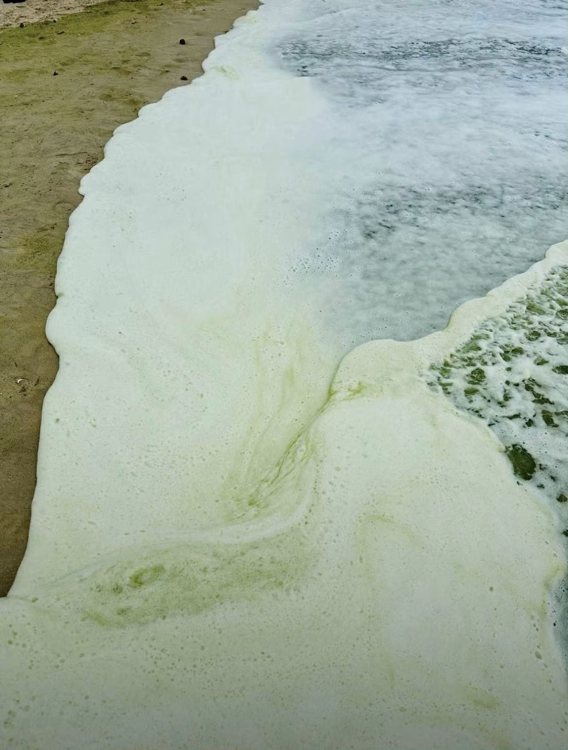 Trước đó, ngày 25/10, mạng xã hội lan truyền hình ảnh và video ghi lại cảnh nước biển tại khu vực Bãi Sau (phường Vũng Tàu) chuyển sang màu xanh lá cây bí ẩn. Ảnh: Znews.