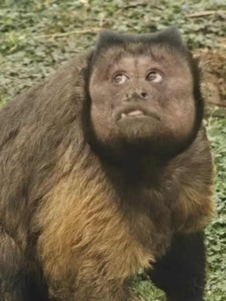 Trước đó, vào buổi sáng cùng ngày, Da Zhuang có dấu hiệu bệnh nặng. Mặc dù được các bác sĩ thú y nỗ lực cứu chữa nhưng cuối cùng nó vẫn không qua khỏi. Ảnh: HK01.