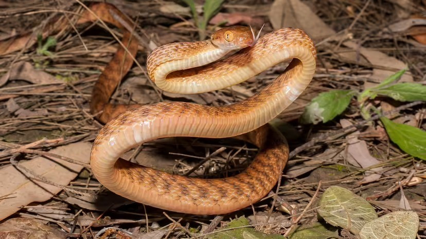 Quần thể rắn cây nâu xâm hại phàm ăn được cho là nguyên nhân chính khiến 10 trong số 12 loài chim ở đảo Guam tuyệt chủng. Hai loài chim sống sót sống ở những hang động không thể tiếp cận và khu đô thị. Ảnh: Ken Griffiths / Shutterstock.