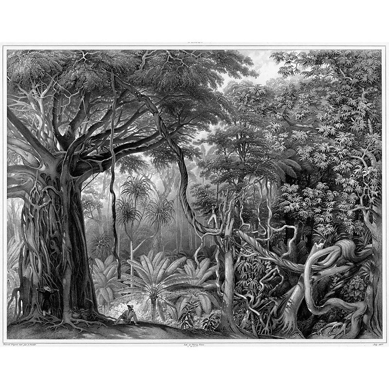 Kể từ đó cho đến này, quần thể rắn cây nâu sinh sôi nảy nở với số lượng lớn. Theo ước tính, số lượng rắn cây nâu trên đảo Guam hiện có khoảng 2 triệu cá thể. Ảnh: Getty Images.