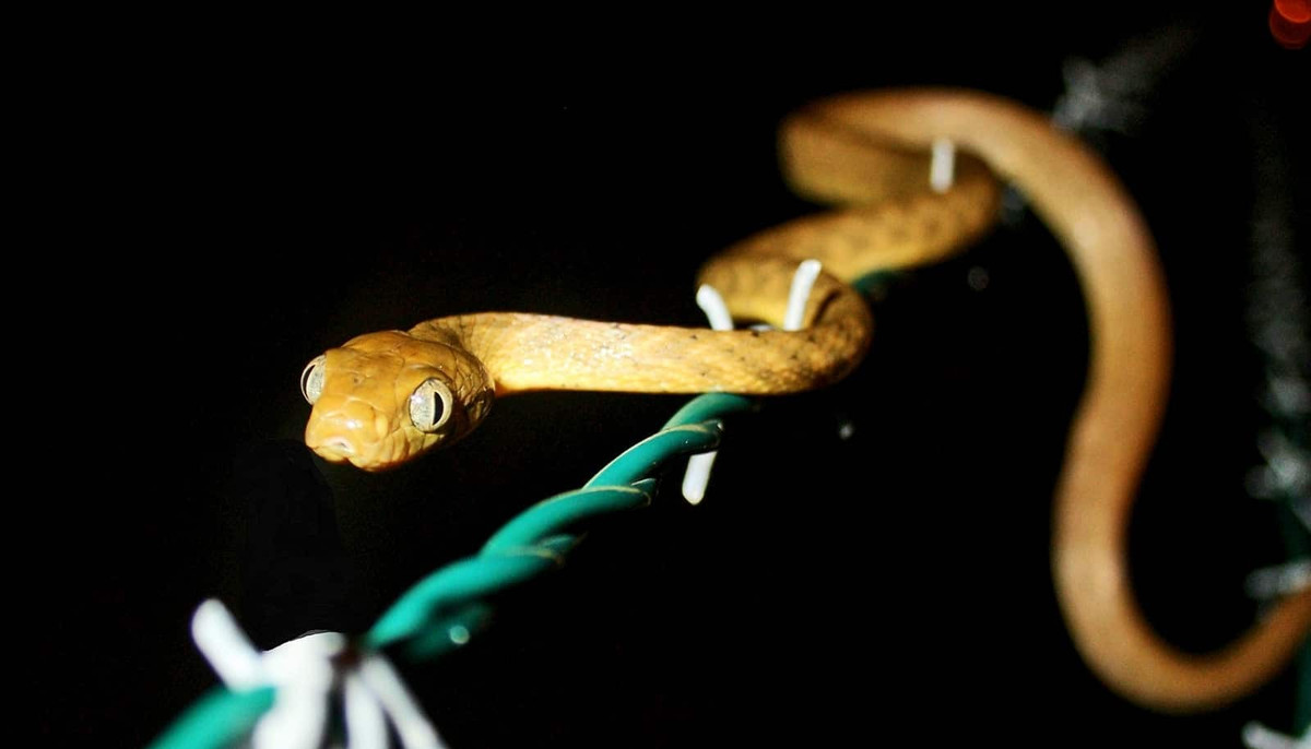 Ngoài ra, các giải pháp khác được triển khai để tiêu diệt rắn cây nâu bao gồm: tìm kiếm, thuốc xịt, chất gây kích ứng, đặt bẫy, thuốc độc và hóa chất. Ảnh: USDA/Flickr.