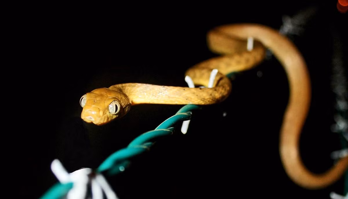 Ngoài ra, các giải pháp khác được triển khai để tiêu diệt rắn cây nâu bao gồm: tìm kiếm, thuốc xịt, chất gây kích ứng, đặt bẫy, thuốc độc và hóa chất. Ảnh: USDA/Flickr.