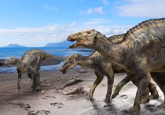 Trong nghiên cứu mới công bố, các chuyên gia cho biết loài khủng long mỏ vịt mới được đặt tên là Ahshislesaurus wimani. Chúng có thể có đầu phẳng và một mào xương thấp trên mõm. Ảnh: Kobayashi et al, doi: 10.1038/s41598-019-48607-1.