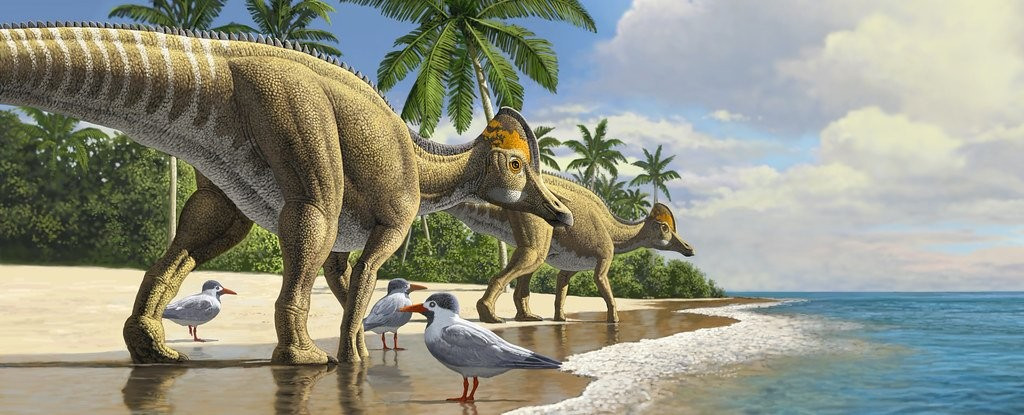 Bằng cách so sánh hộp sọ của Ahshislesaurus wimani với hộp sọ của các loài khủng long Hadrosauridae khác, nhóm nghiên cứu nhận thấy đây là một loài khủng long mới. Ahshislesaurus wimani có quan hệ họ hàng gần với Kritosaurus, cho thấy rằng dòng tiến hóa của chúng đã tách ra không lâu trước đó. Ảnh: Raul Martin.