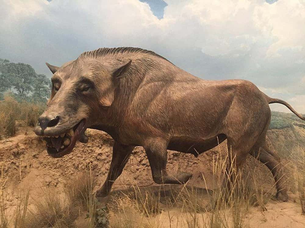 Nghiên cứu mới đây cho thấy dấu vết mòn trên răng của Archaeotherium không khác gì dấu vết mòn của sư tử và linh cẩu, và cho thấy loài vật này nghiền nát thức ăn. Đến nay, các chuyên gia mới biết được kết cấu thức ăn của loài "lợn địa ngục", chứ chưa thể xác định chính xác chúng đã tiêu thụ những loại thức ăn nào. Ảnh: Avrand6Wikimedia CommonsCC BY-SA 4.0.