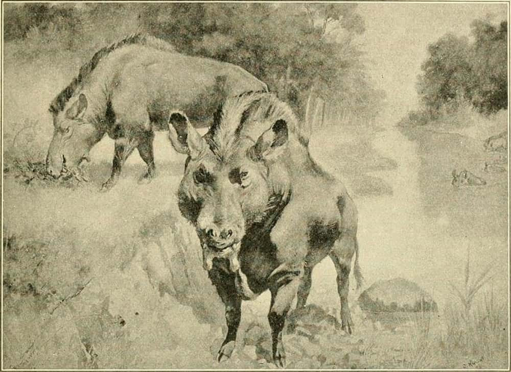 View - Kinh hãi 'lợn địa ngục' Bắc Mỹ có sức mạnh nghiền nát xương sư tử | Báo Tri thức và Cuộc sống - TIN TỨC PHỔ BIẾN KIẾN THỨC 24H