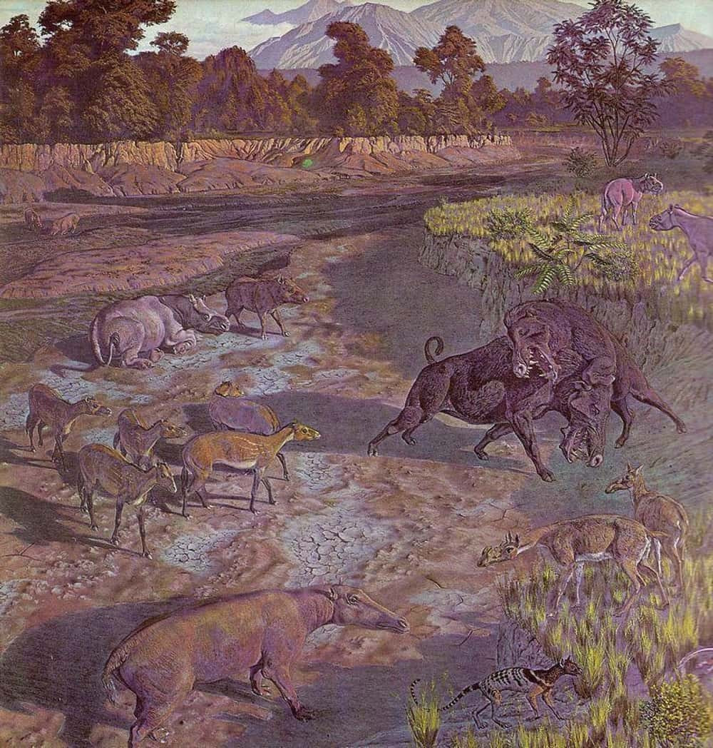 Các nhà nghiên cứu trước đây cho rằng, Archaeotherium có thể là loài săn mồi, ăn xác thối hoặc phá hoại thảm thực vật. Dấu vết cắn trên hóa thạch của Poebrotherium - họ hàng nhỏ của lạc đà từng lang thang ở Bắc Mỹ - cho thấy "lợn địa ngục" có thể đã săn Poebrotherium và tích trữ một số xác chết để làm thức ăn để dành. Ảnh: Jay MatternesWikimedia CommonsPublic Domain.