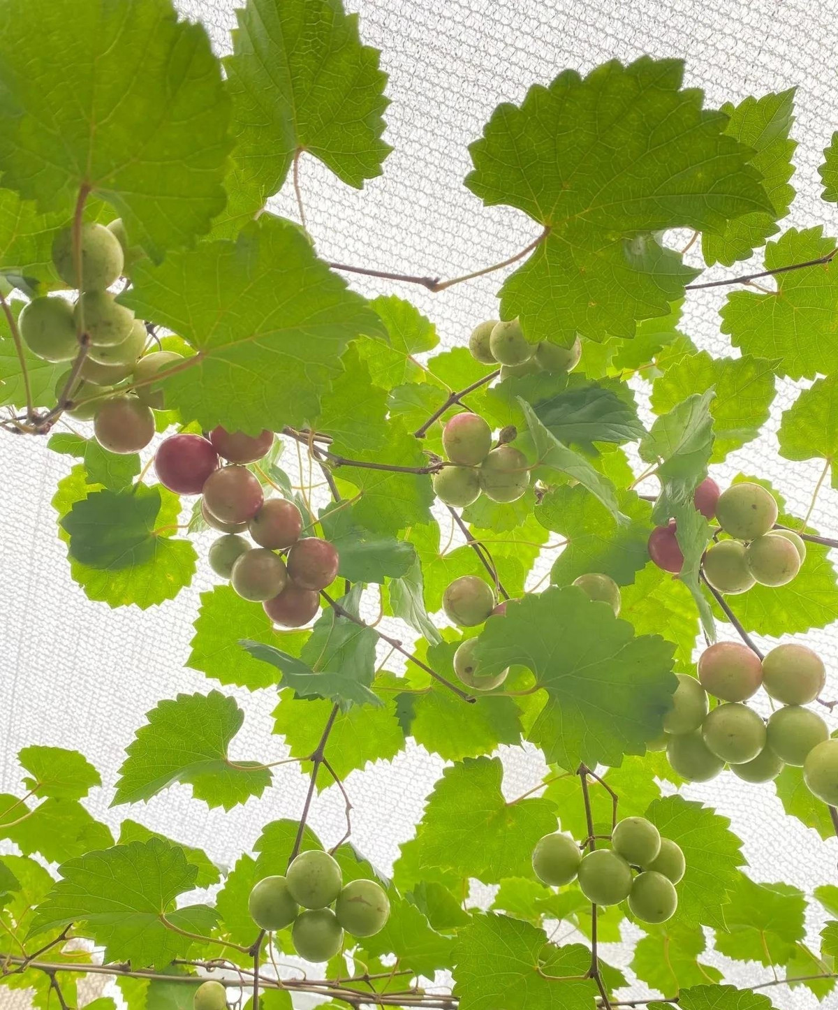 Về phong thủy, cây nho là biểu tượng của sự thịnh vượng, sung túc, sum vầy. Trồng giàn nho trước sân vừa mang lại quả ngọt, vừa gửi gắm khát vọng về một gia đình hạnh phúc.