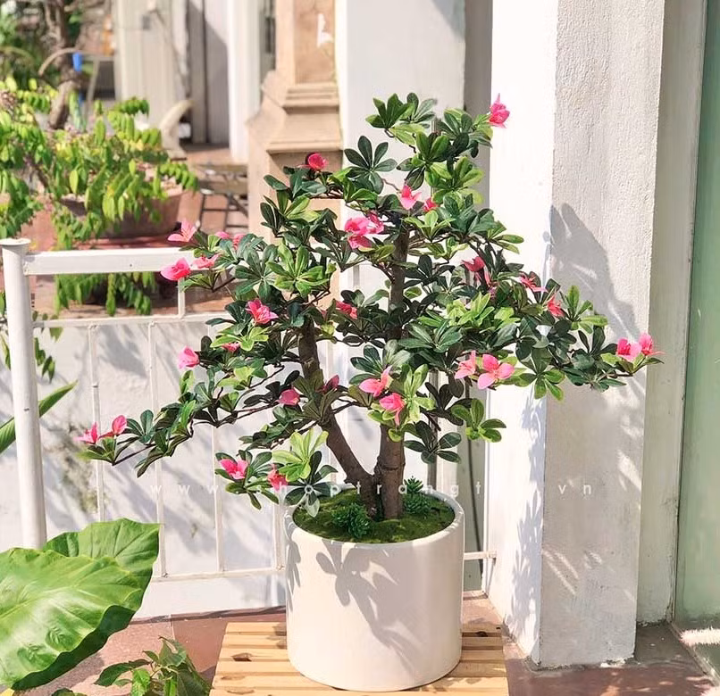 Người yêu cây có kinh nghiệm cũng dè dặt với đỗ quyên trong nhà: Các nhà làm vườn lâu năm đều khuyên: chỉ nên trồng đỗ quyên ngoài trời, nơi có ánh sáng tự nhiên và thông khí tốt, tránh không gian bí bách.