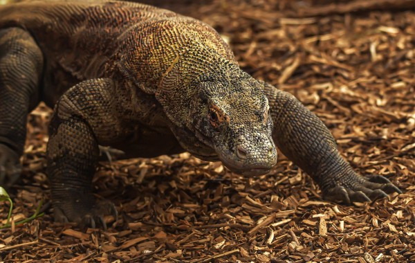 Rồng Komodo là một loại thằn lằn sống lâu nhất trên Trái đất. Chúng có thể đạt chiều dài cơ thể hơn 3m và nặng trung bình 80 kg. Ảnh: colchesterzoologicalsociety.com.