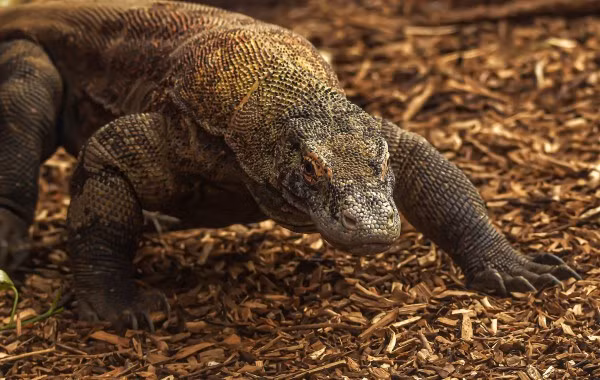 Rồng Komodo là một loại thằn lằn sống lâu nhất trên Trái đất. Chúng có thể đạt chiều dài cơ thể hơn 3m và nặng trung bình 80 kg. Ảnh: colchesterzoologicalsociety.com.