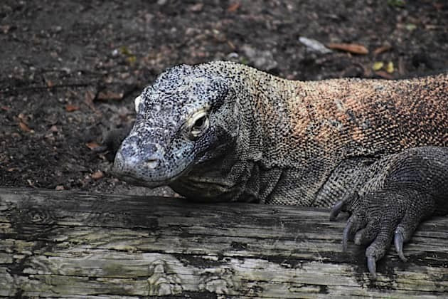 Theo ước tính, hiện có khoảng 3.500 cá thể rồng Komodo phân bố trong tự nhiên tại Indonesia. Ảnh: twinkl.com.vn.