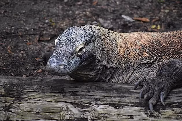 Theo ước tính, hiện có khoảng 3.500 cá thể rồng Komodo phân bố trong tự nhiên tại Indonesia. Ảnh: twinkl.com.vn.