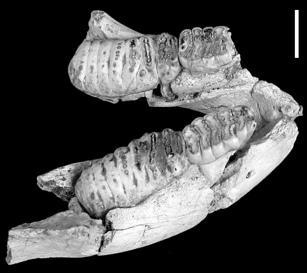 Trong đó, voi răng kiếm Pygmy là loài voi có vóc dáng nhỏ nhất trong số các loài voi. Ảnh: ZSL/Turvey et al. 2017.