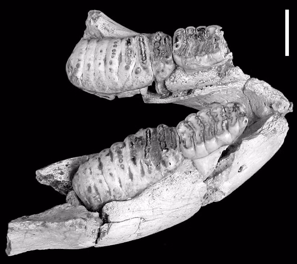 Trong đó, voi răng kiếm Pygmy là loài voi có vóc dáng nhỏ nhất trong số các loài voi. Ảnh: ZSL/Turvey et al. 2017.