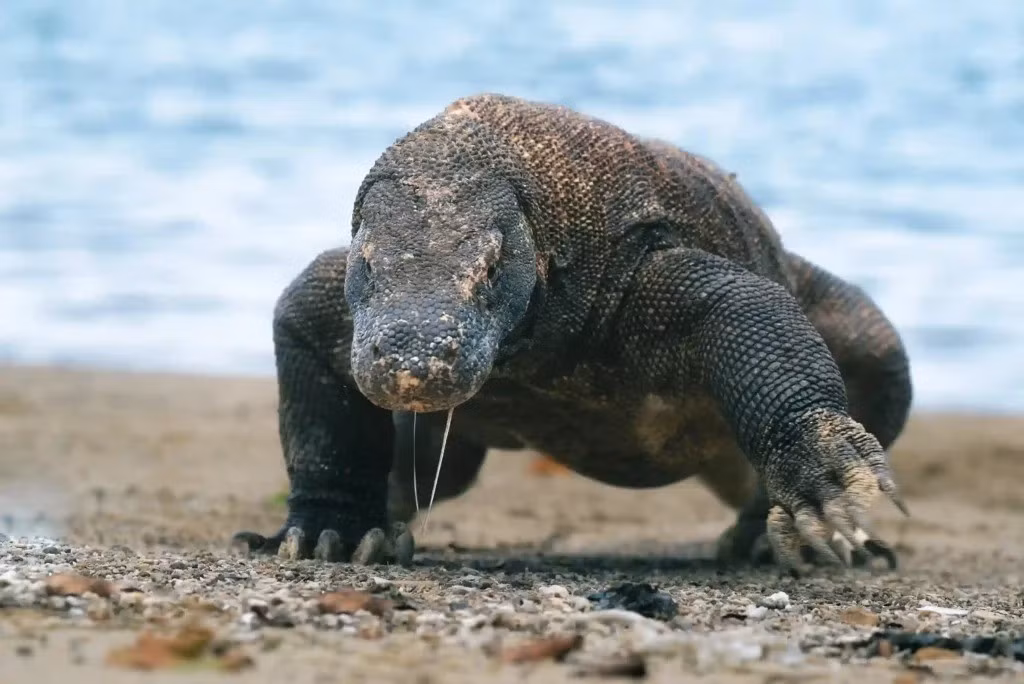 Việc tìm thấy hóa thạch của những loài này có thể giúp giải mã quá trình tiến hóa của các loài động vật cũng như nguyên nhân tuyệt chủng của một số loài. Ảnh: indonesiajuara.asia.