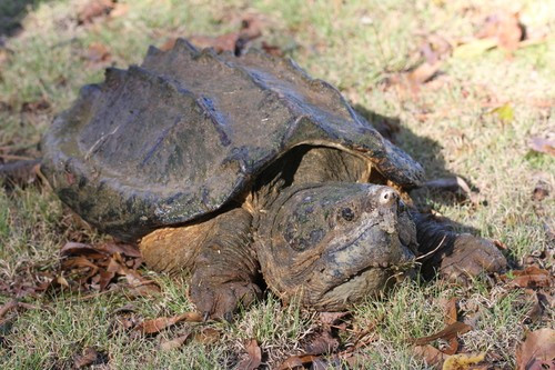 Đầu của rùa cá sấu có kích thước lớn, hàm khỏe, mai chắc chắn với nhiều gai nhọn, được chia thành ba hàng. Với bộ răng cực chắc chắn cùng chiếc quai hàm khỏe mạnh, chúng có thể đạt lực cắn gấp khoảng 6 lần những cú cắn của cá mập. Ảnh: J.D. Willson.