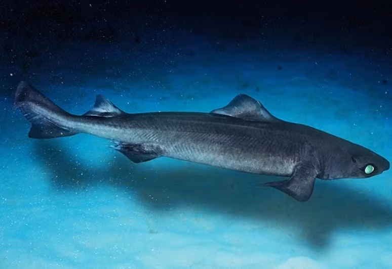 Trong nghiên cứu công bố trên tạp chí Science năm 2024 về tình trạng của 521 loài cá mập và cá đuối sống ở vùng nước sâu, gần 2/3 số cá mập biển sâu nguy cấp do bị đánh bắt để lấy dầu gan. Ảnh: edition.mv.