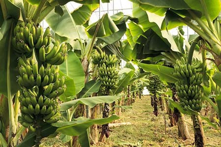 Do môi trường xung quanh gốc cây chuối đủ ẩm ướt, rậm rạp và yên tĩnh, rắn sẽ có thể chui vào giữa bẹ chuối hoặc nằm cuộn dưới gốc cây. Để ngăn rắn bò vào trong nhà, người dân hãy trồng chuối cách xa khu vực sinh hoạt, nhà ở và thường xuyên dọn sạch lá rụng, cắt tỉa bớt lá. Ảnh: camnangcaytrong.