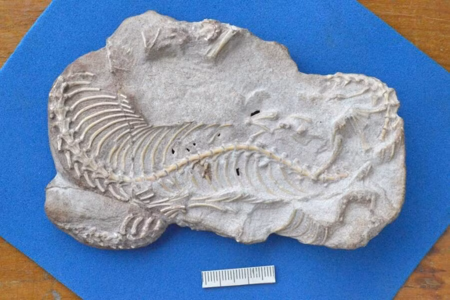 Najash rionegrina được đặt theo tên của con rắn trong Kinh thánh có chân là Nahash (tiếng Do Thái là rắn) và tỉnh Río Negro ở Argentina, nơi hóa thạch được phát hiện. Ảnh: Fernando Garberoglio, et al.