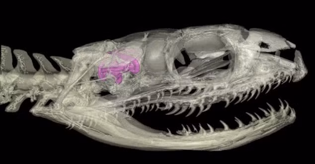 Về mặt tiến hóa, Najash rionegrina cung cấp thông tin rằng, rắn đã tiến hóa về khả năng di chuyển của hộp sọ cần thiết để ăn những con mồi khá lớn. Đây là một đặc điểm nổi bật của nhiều loài rắn hiện đại. Ảnh: Mail Online.