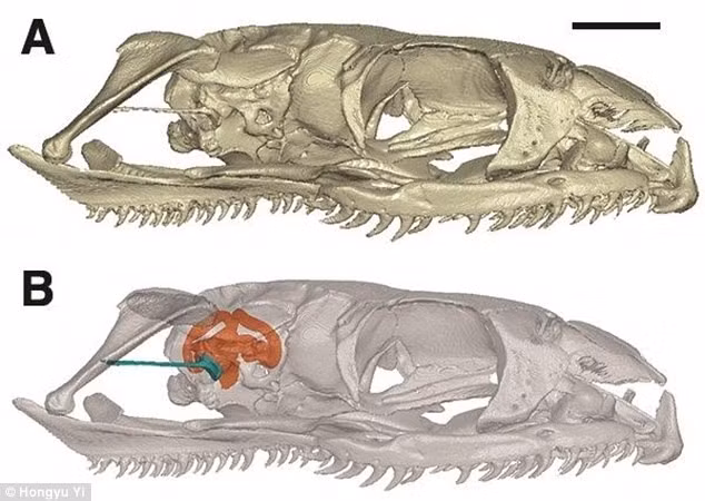 Nhóm nghiên cứu cũng tìm được thông tin quan trọng khác khi kiểm tra, phân tích hóa hộp sọ của Najash rionegrina. Đó là trong một thời gian rất dài, xương giống hình que nằm sau mắt của loài rắn hiện đại được gọi là cây xương rồng và được cho là tương đương với xương sau khi sinh của tổ tiên thằn lằn. Ảnh: Hongyu Yi.