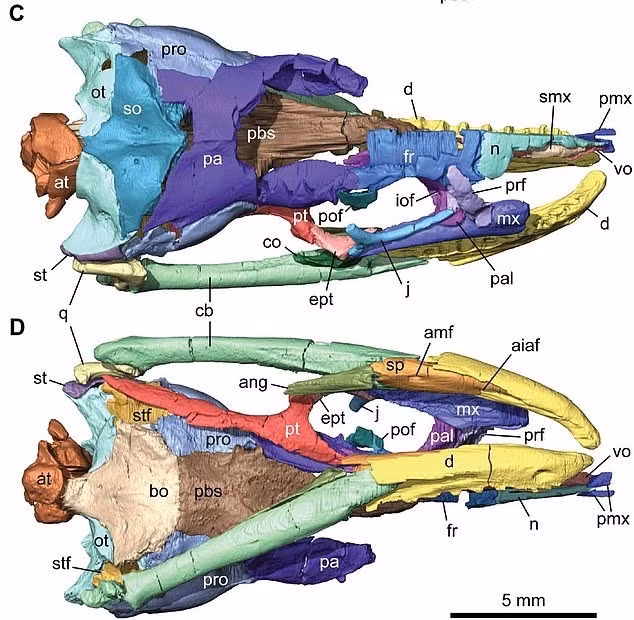 Các nhà khoa học cho hay Najash rionegrina là loài rắn tiền sử có chân sau. Loài rắn này sở hữu đặc điểm nguyên thủy giống thằn lằn (xương gò má) cũng như đặc điểm lai giữa rắn và thằn lằn (khớp hàm). Ảnh: Mail Online.