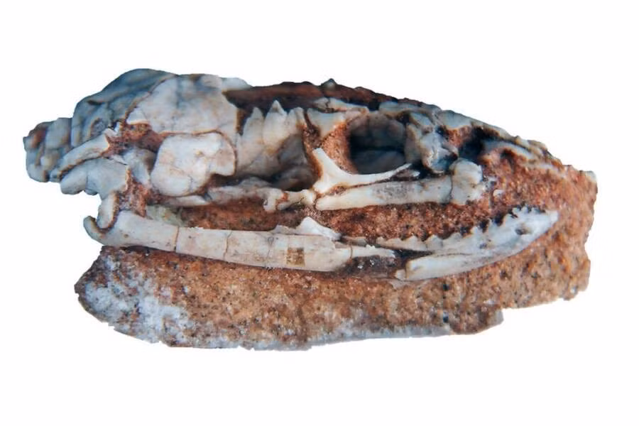 Vào tháng 2/2013, Fernando Garberoglio, khi ấy là sinh viên ngành cổ sinh vật học tại Universidad de Buenos Aires, đã tìm thấy một hộp sọ 95 triệu năm tuổi của quái vật "lạ". Ảnh: Fernando Garberoglio, et al.