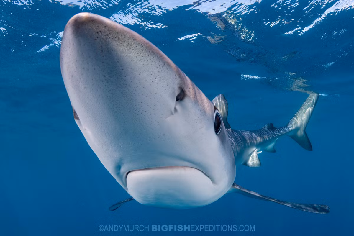 Để xác định liệu cá mập mako đen có phải là cá mập vây dài hay không, nhóm nghiên cứu đã thả mồi nhử để dụ cá mập trồi lên khỏi mặt nước giúp quan sát rõ hơn kích thước và đặc điểm hình thái . Trong đoạn video được quay lại, một số các cá mập vây ngắn bơi cùng một vài con dường như có vây ngực dài bất thường - một đặc điểm gợi ý đây có thể là cá lai hoặc một dạng tiến hóa chưa được ghi nhận. Ảnh: bigfishexpeditions.com.