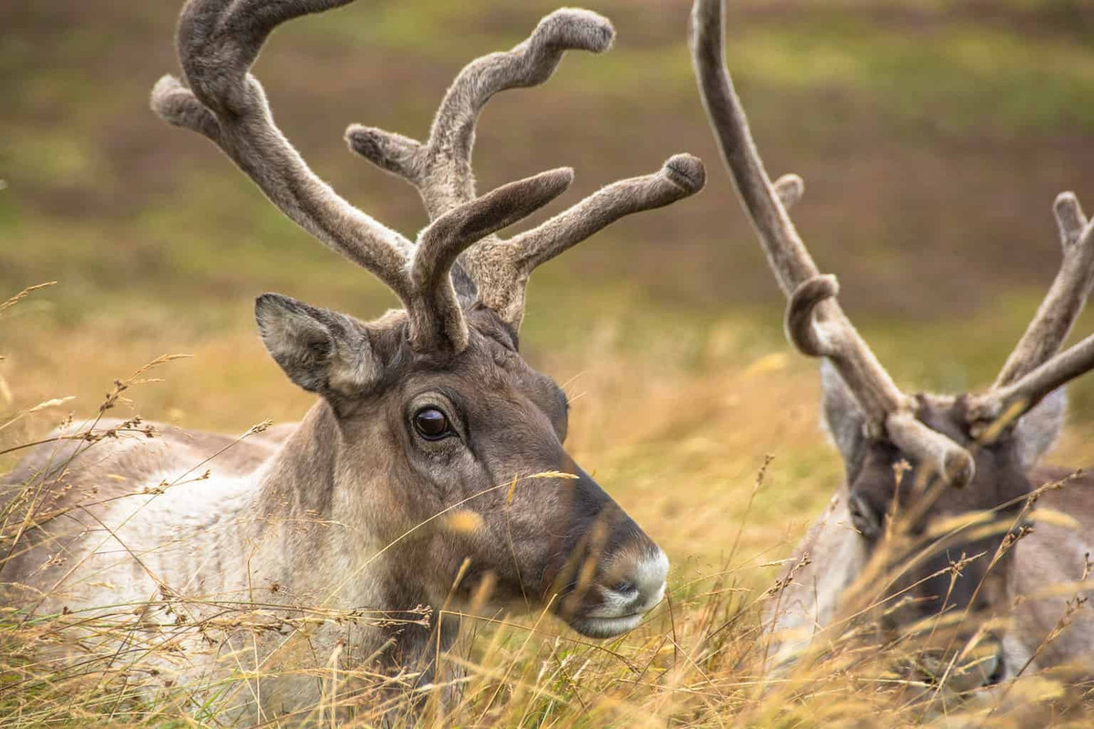 Đến năm 1939, con tuần lộc thứ 9 có tên Rudolph với chiếc mũi đỏ rực mới chính thức gia nhập đội kéo xe của ông già Noel sau khi bài hát cùng tên trở nên nổi tiếng trên toàn thế giới. Ảnh: Karl Weller/Shutterstock.com.