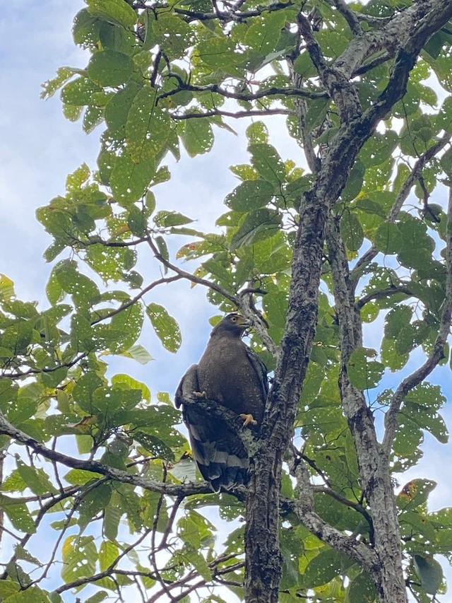 Theo ông Hồng, trước đó vào tháng 12/2025, đơn vị ông cũng đã phối hợp với các cơ quan liên quan thả 3 con khỉ mặt đỏ và 4 con khỉ đuôi lợn về rừng tự nhiên.