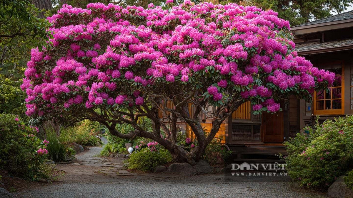 1. Đỗ Quyên: Không chỉ là “sứ giả mùa xuân”, đỗ quyên cổ thụ còn được xem là cây cảnh phong thủy mang tài lộc, càng lâu năm càng quý hiếm và đáng trân trọng.